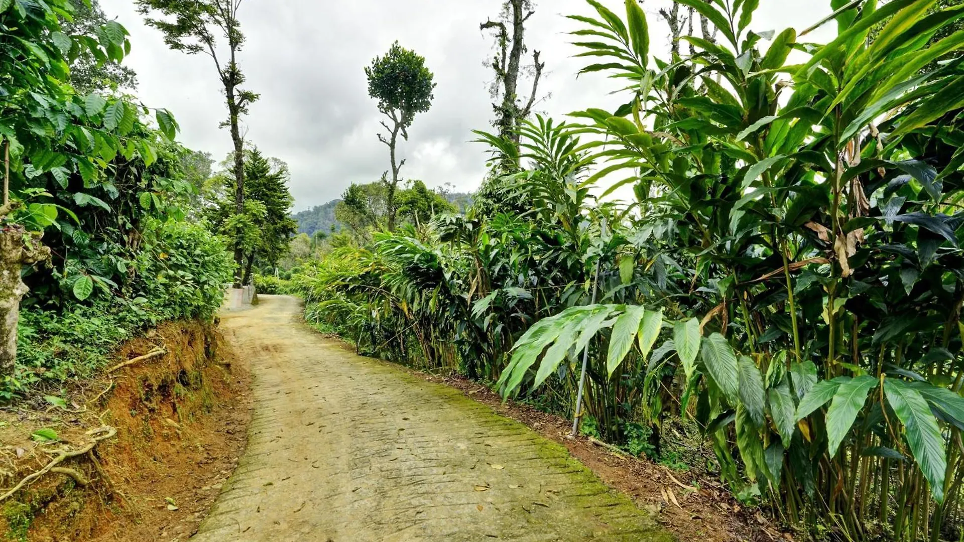 Super Collection O Kunchithanny Road Munnar Formerly Indeevaram Resort Anachal Hotel